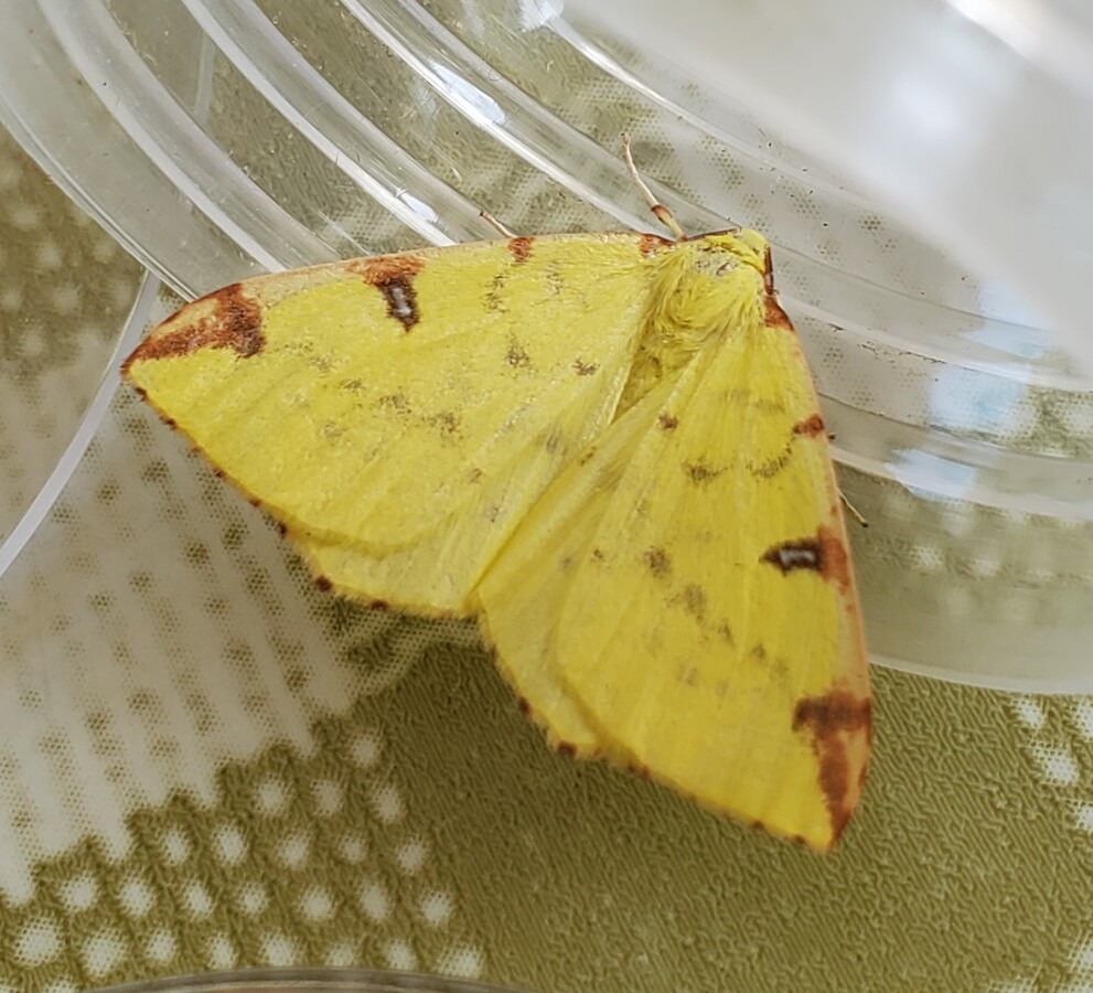 Brimstone moth